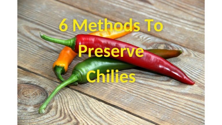 6 Methods To Preserve Excess Chilies