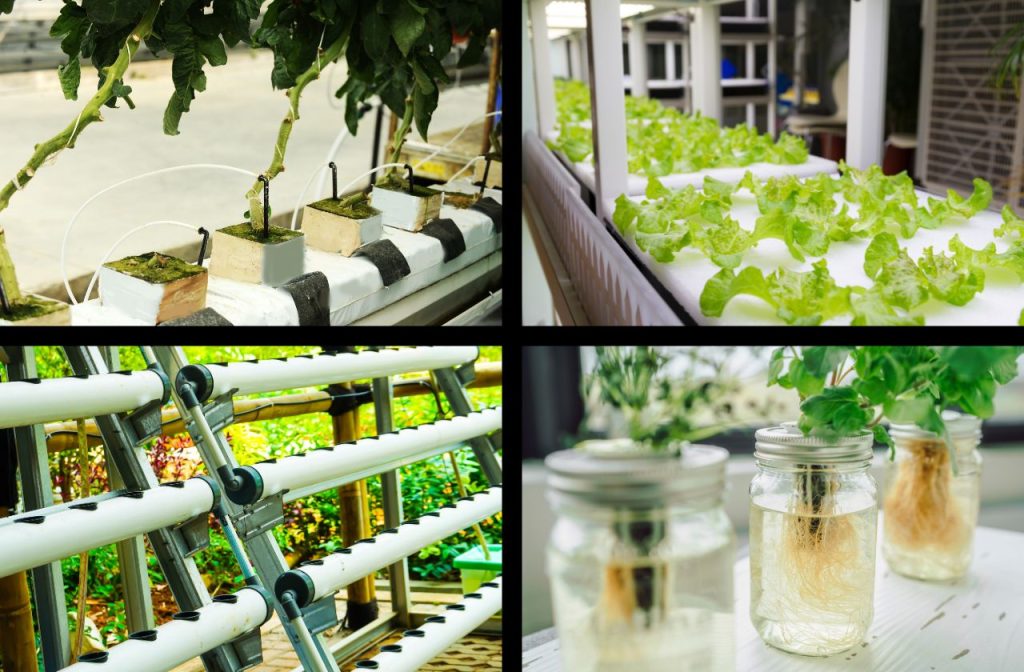 Aquaponics Vs. Hydroponics