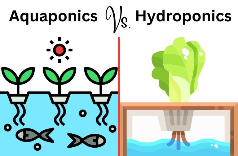 Aquaponics Vs. Hydroponics