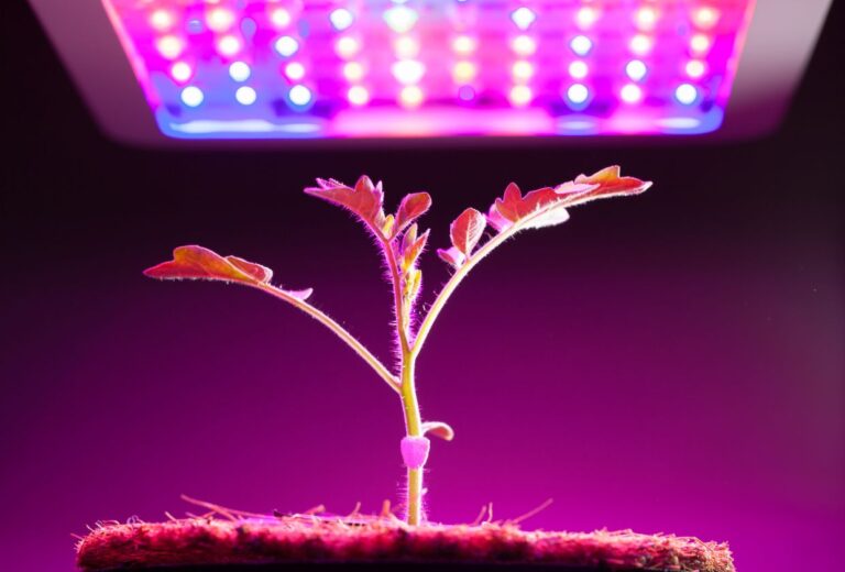 Are LED Lights Good For Hydroponics?