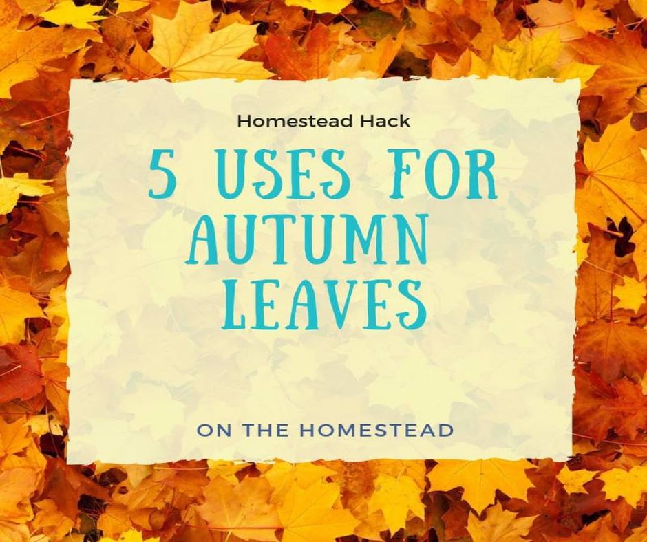 5 Uses For Autumn Leaves On The Homestead