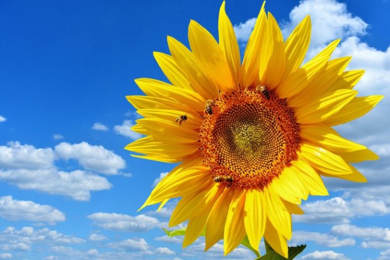 Partnership With Bees