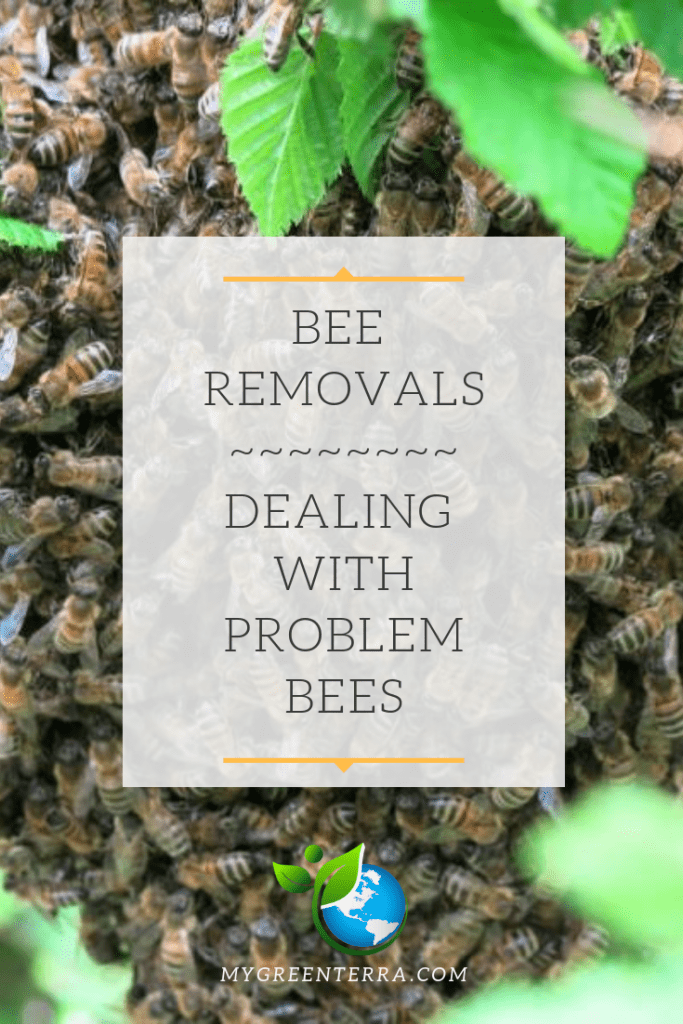 Bee Removals - Dealing with problem bees