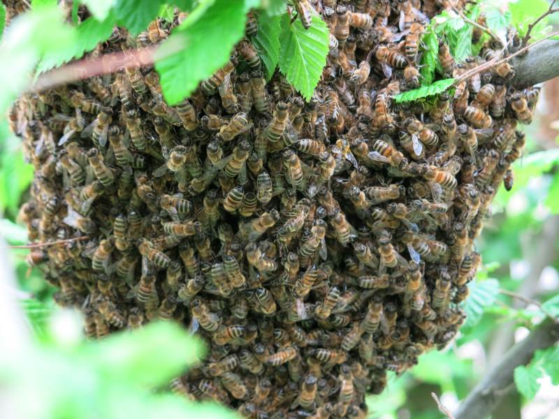 Bee Removal