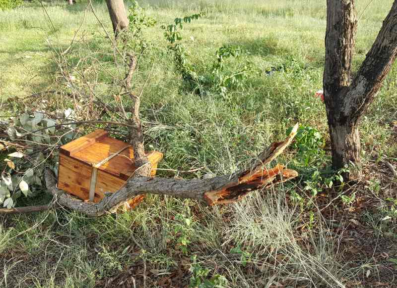 Beehive Emergency