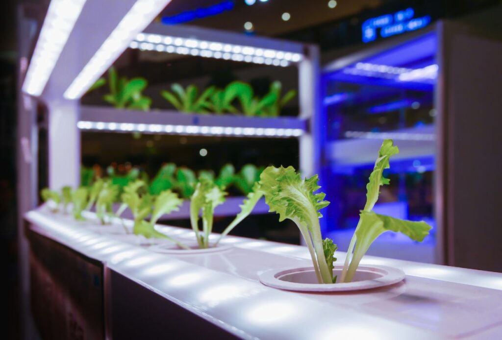 Best LED Grow Lights For Hydroponics