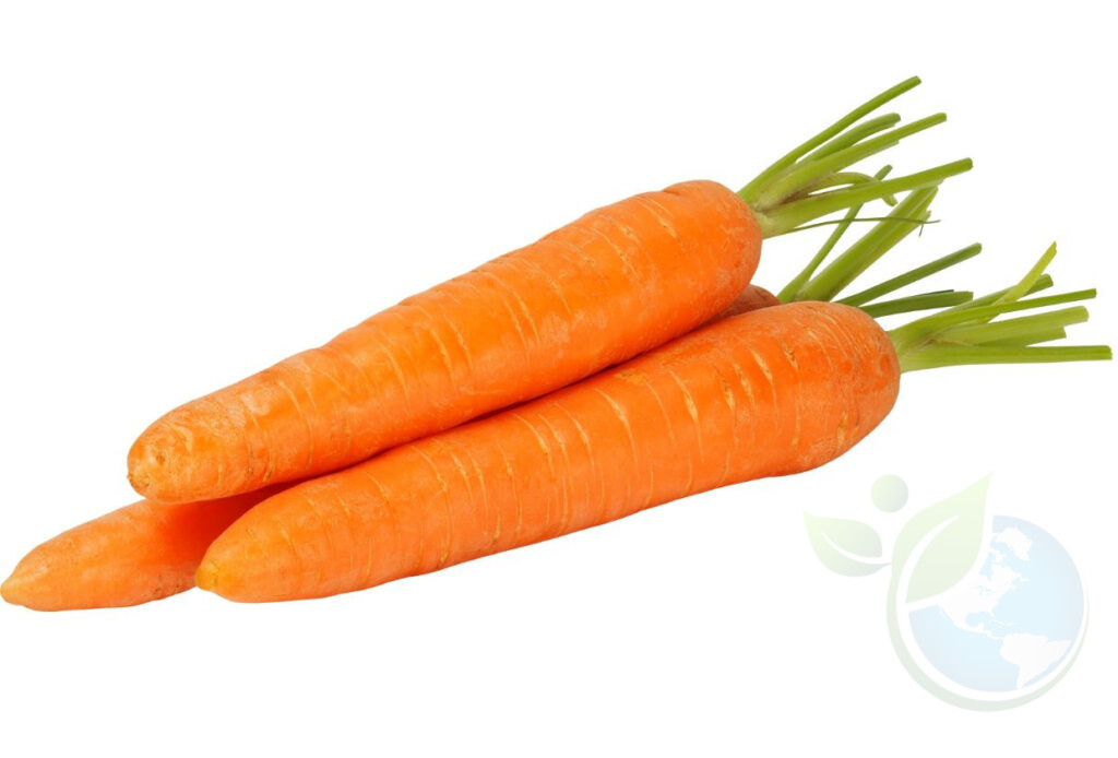 Can You Grow Carrots In Hydroponics?