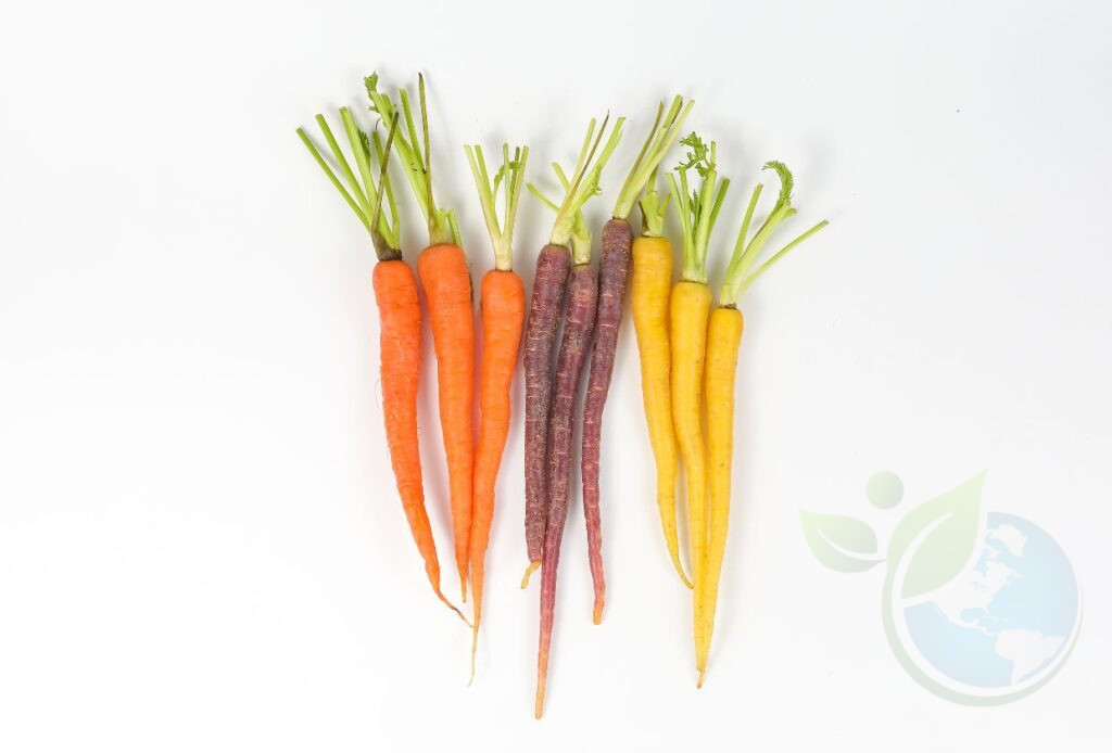 Can You Grow Carrots In Hydroponics?