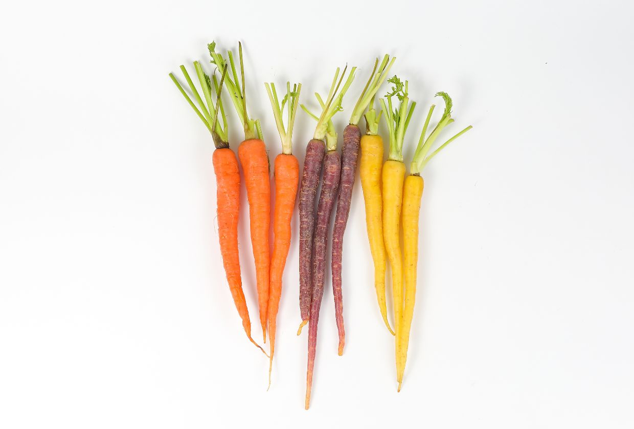 Can You Grow Carrots In Hydroponics?