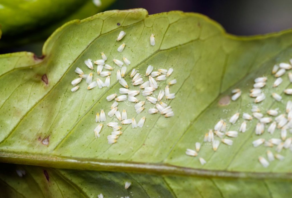 Common Hydroponic Pests