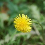 Dandelion Flower