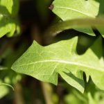 Dandelion Leaf