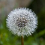 Dandelion Seed