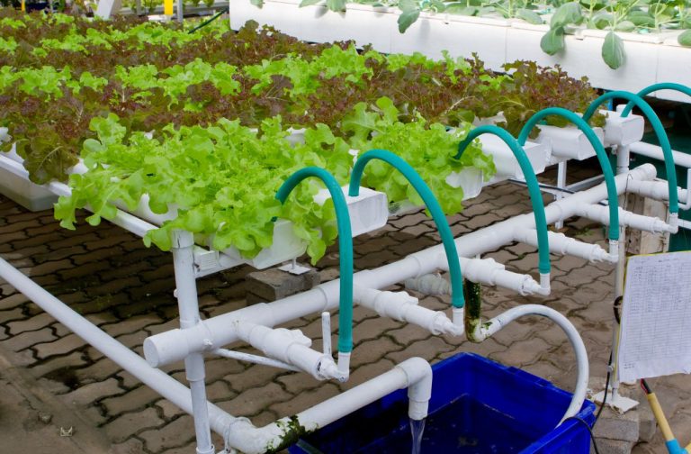 Ebb And Flow Hydroponics