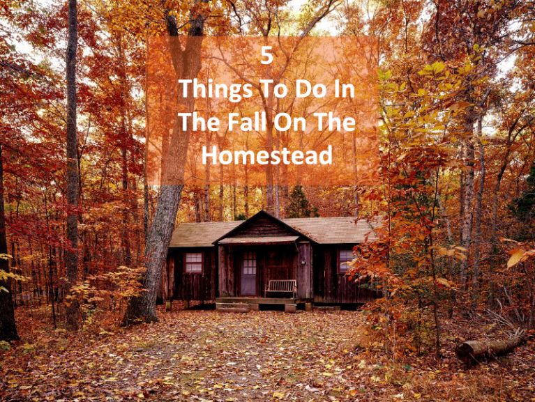 5 Things You Should Do In The Fall On The Homestead