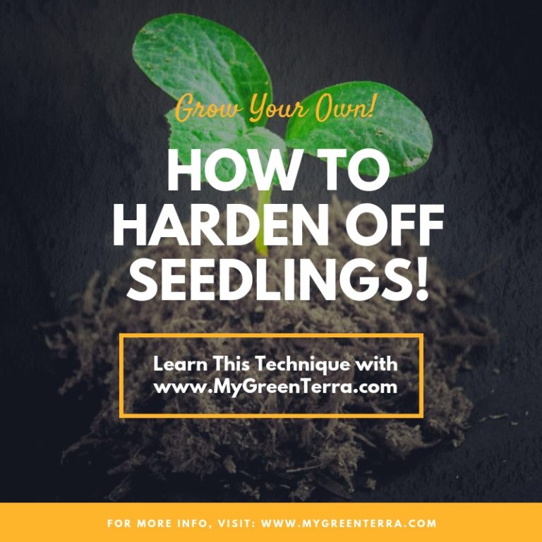 How To Harden Off Seedlings