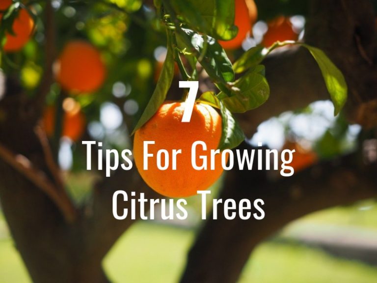 7 Tips On How To Grow Citrus Trees