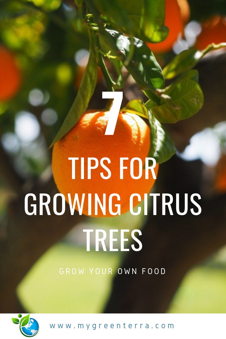 How To Grow Citrus Trees