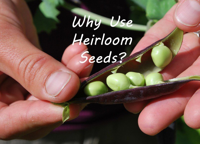 Why Use Heirloom Seeds