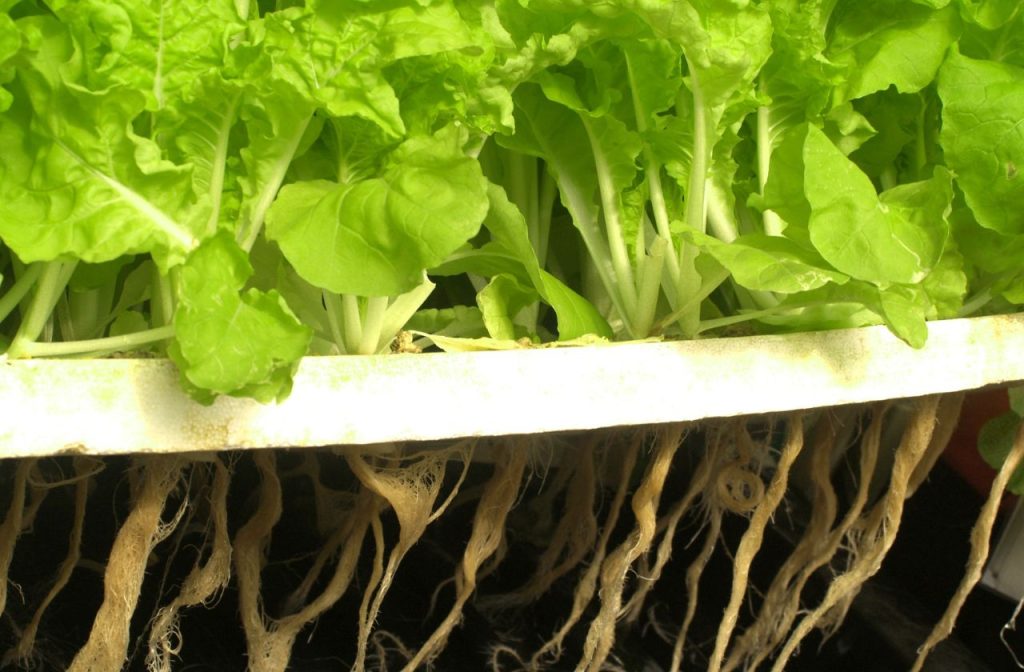 How Does Kratky Hydroponics Work?