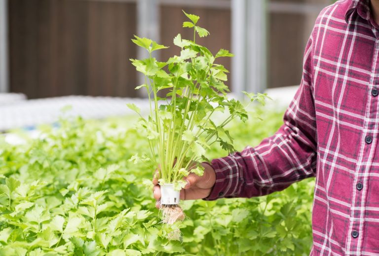 Hydroponic Herb Gardens: Growing Fresh Herbs All Year Round