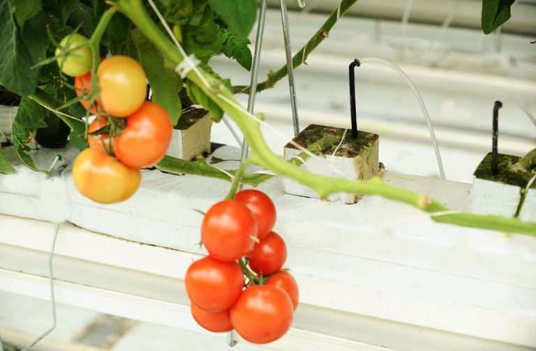 Hydroponic Tomatoes