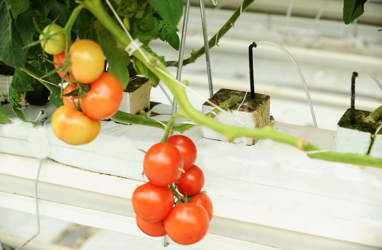 Hydroponic Tomatoes