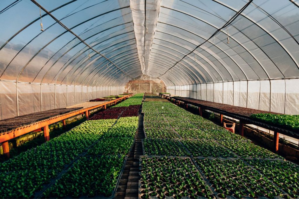 Hydroponic Vegetable Gardening