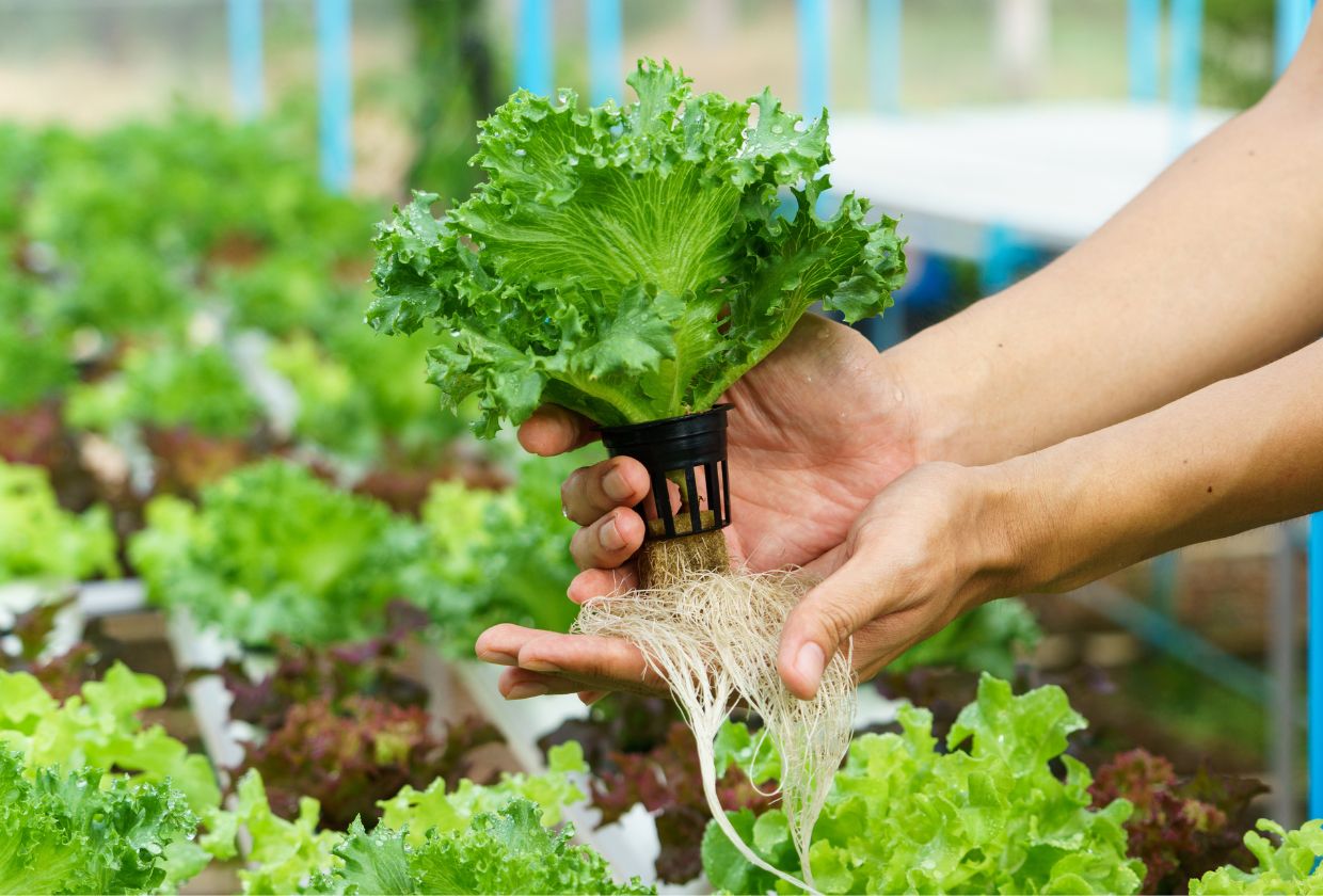 Hydroponic Vegetable Gardening