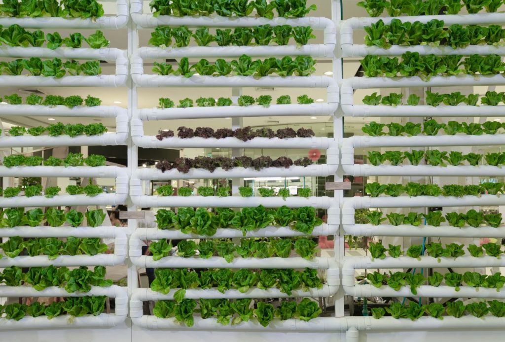 Hydroponic Vegetable Gardening