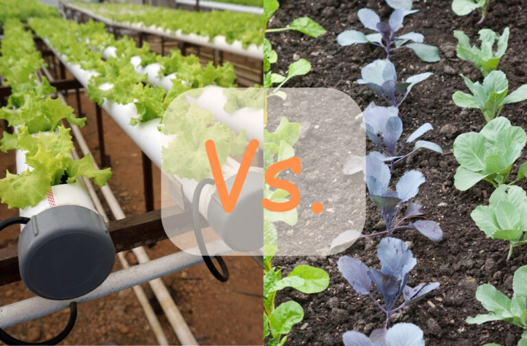 Is Hydroponics Better Than Soil?