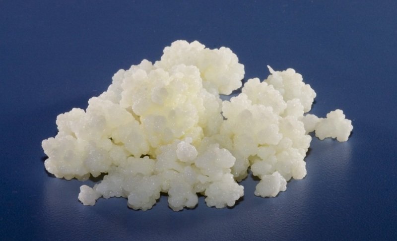 Kefir Grains