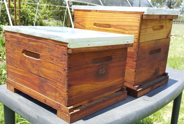 Best Beehive For Beginner Beekeepers