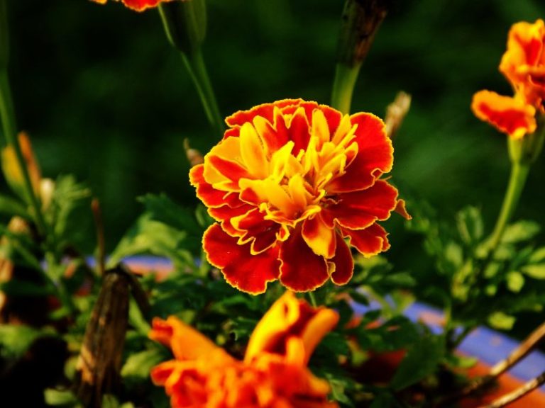 Plant Marigolds With Vegetables