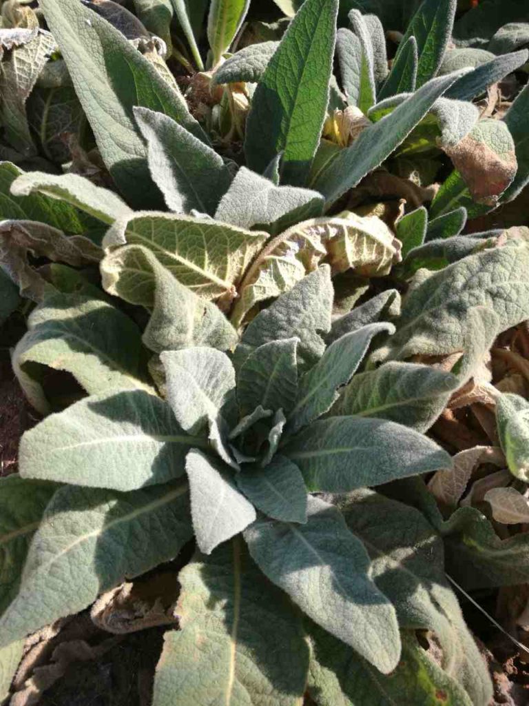 How Tom Grow Mullein