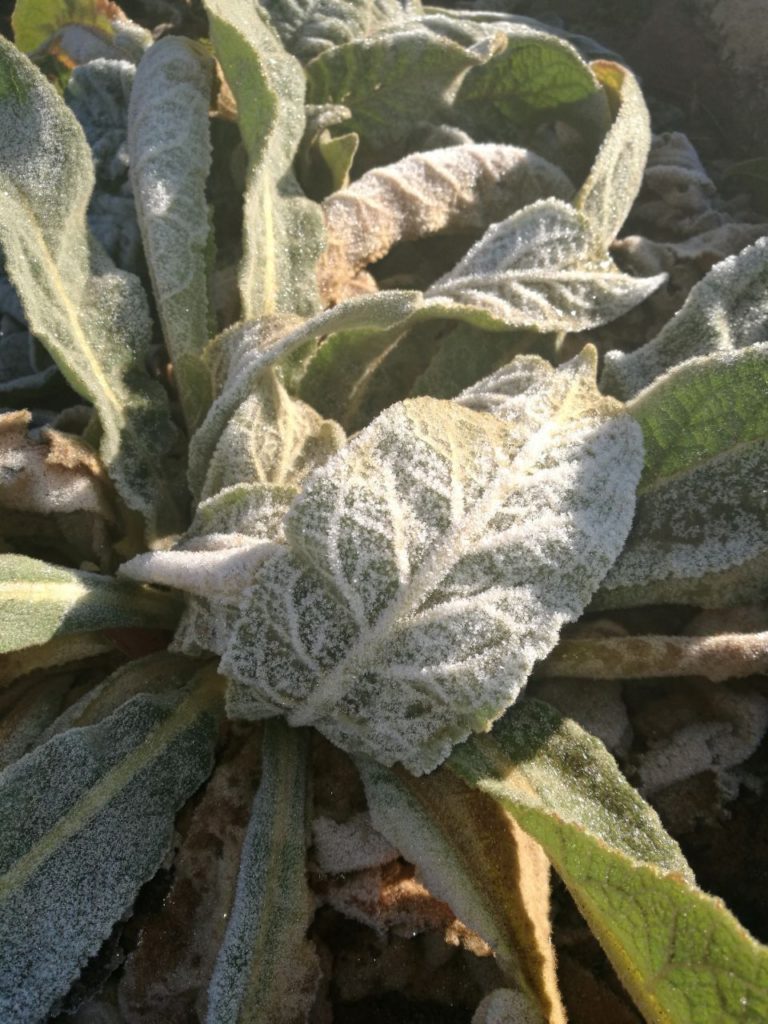 How To Grow Mullein