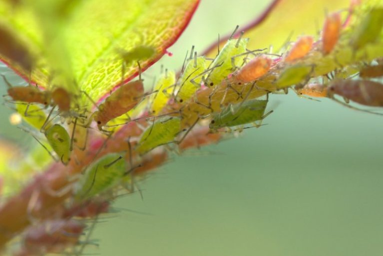 Organic Pest Control