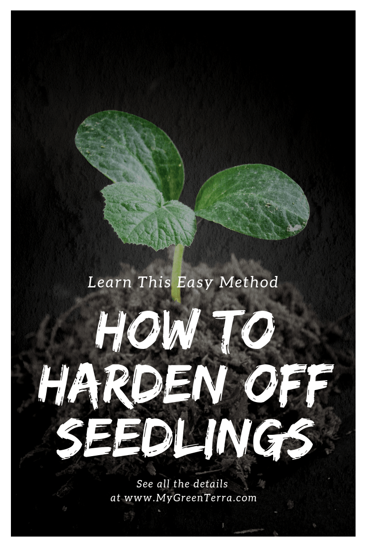 How To Harden Off Seedlings