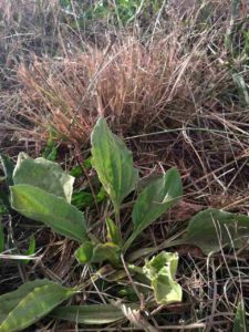 Plantain - Weed or Miracle Plant?