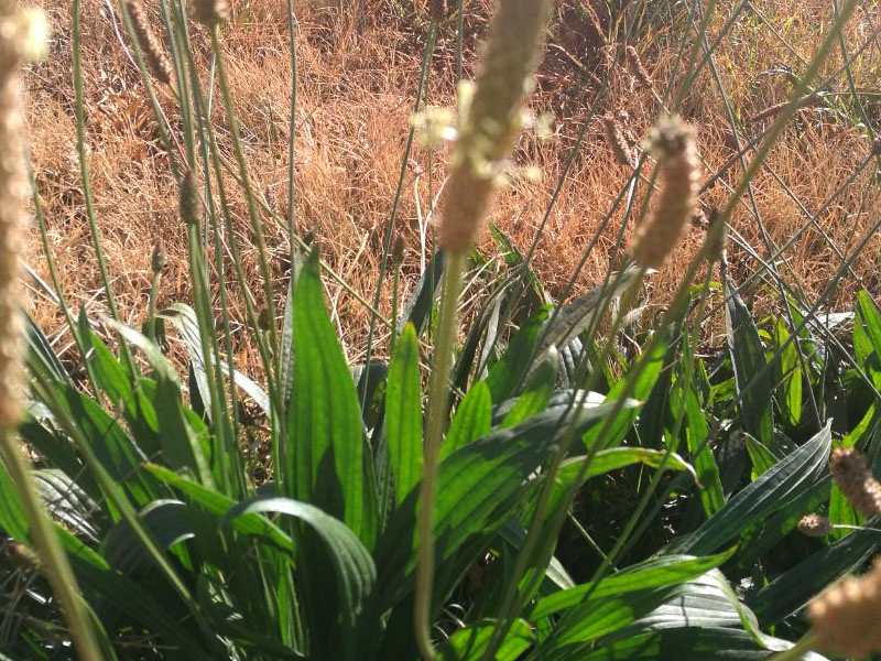 Plantain - Weed or Miracle Plant?