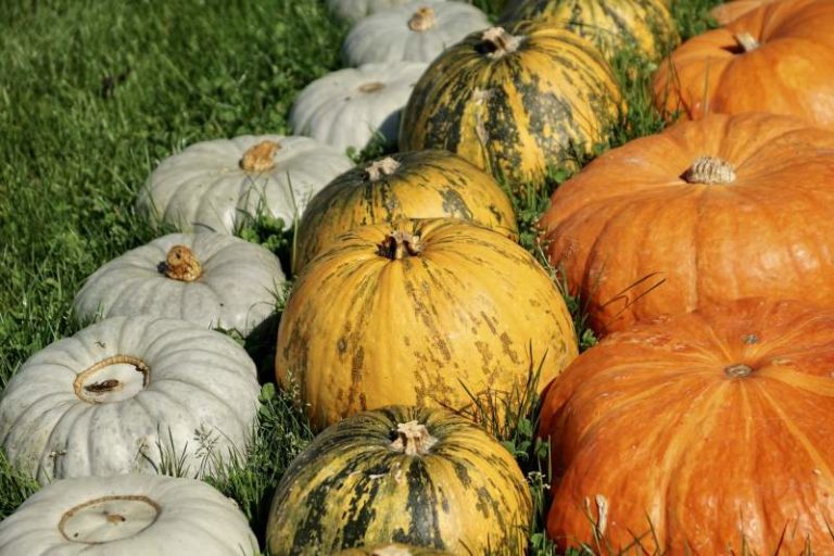 How To Grow An Awesome Pumpkin Patch