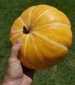 pumpkin