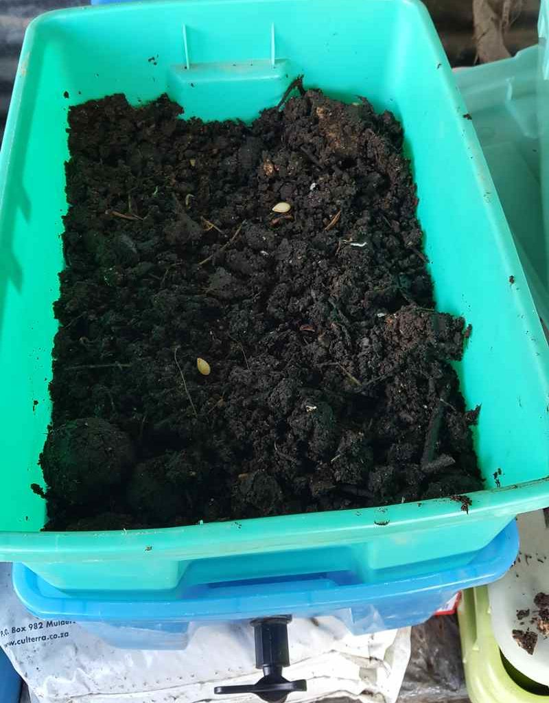 How To Build A Worm Farm In 5 Easy Steps