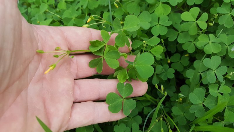 Wood Sorrel