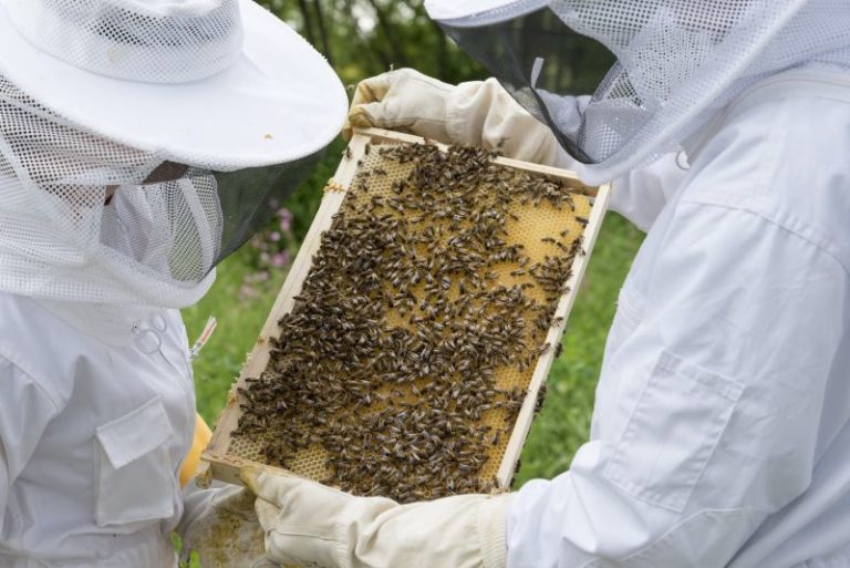 5 Must Have Items For Beekeeping