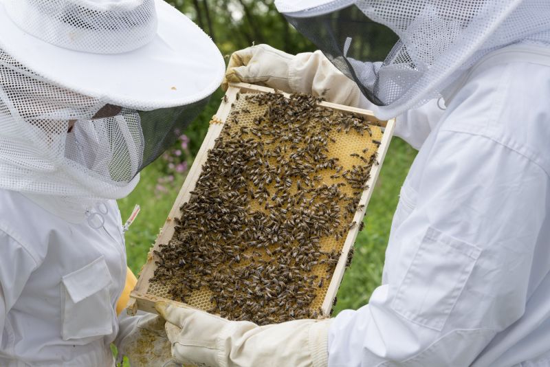 Beekeeping